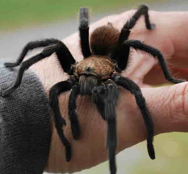 ۷۵ حقیقت جالب در مورد عنکبوت ها