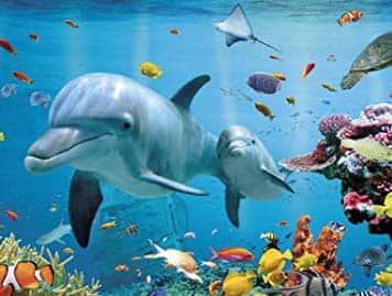 حقایق خاص و جالب در مورد دلفین ها